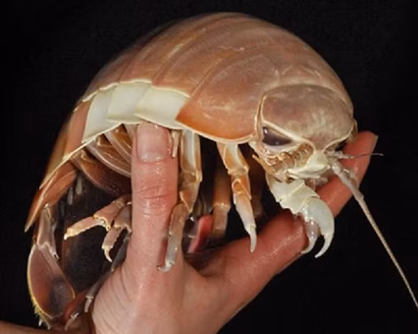 Đẳng túc khổng lồ thường sống tại những vùng lạnh, biển sâu. Tuy nhiên giới khoa học cho rằng chúng không phải một loài côn trùng.