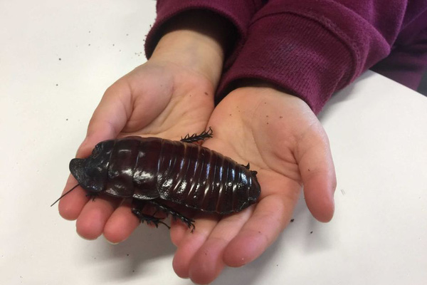 Gián đào hang khổng lồ có nguồn gốc từ Australia. Chiều dài của con trưởng thành khoảng 80mm và nặng 35g. Loại gián này có thể sống được 10 năm.