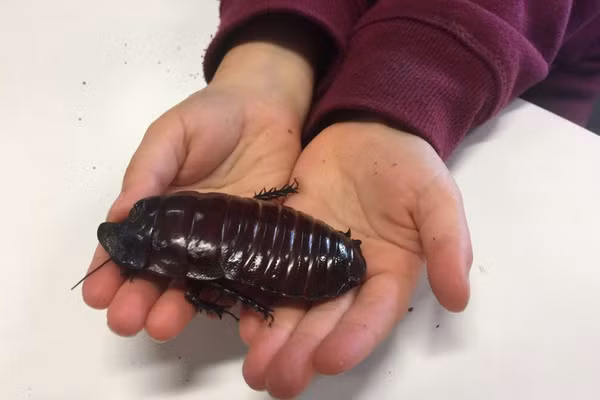 Gián đào hang khổng lồ có nguồn gốc từ Australia. Chiều dài của con trưởng thành khoảng 80mm và nặng 35g. Loại gián này có thể sống được 10 năm.