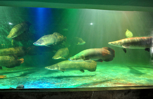 Cá hải tượng có nhiệt độ môi trường sống phù hợp trong khoảng từ 25 đến 29 độ C, độ cứng nước từ 8 đến 10 (dH) và độ pH trong khoảng từ 6-6,5. Một trong những điểm đặc biệt ở cá hải tượng là chúng có khả năng thở bằng cách đớp không khí bên trên mặt nước.