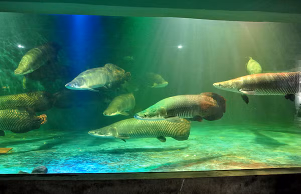 Cá hải tượng có nhiệt độ môi trường sống phù hợp trong khoảng từ 25 đến 29 độ C, độ cứng nước từ 8 đến 10 (dH) và độ pH trong khoảng từ 6-6,5. Một trong những điểm đặc biệt ở cá hải tượng là chúng có khả năng thở bằng cách đớp không khí bên trên mặt nước.