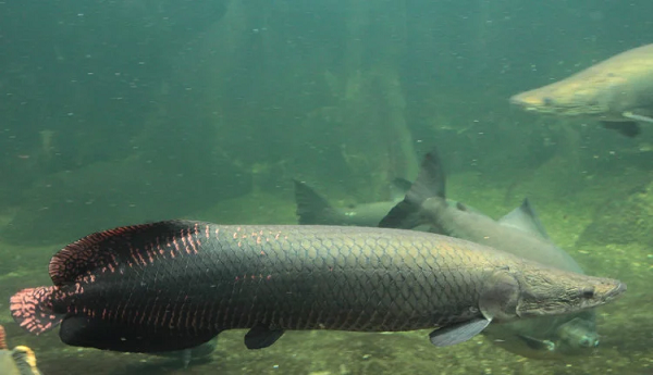 Thời gian vừa qua, nhiều đại gia Việt sẵn sàng chi số tiền khủng để tậu cá hải tượng về nuôi. Giống cá này càng to càng có giá trị cao, thậm chí, nếu đẹp xuất sắc có thể lên tới cả trăm triệu đồng một con.