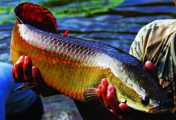 Khi trưởng thành, trọng lượng trung bình của chúng vào khoảng 100-200kg, dài tầm 2m. Thế giới từng ghi nhận một chú cá hải tượng long dài tới 4m, nặng 300kg. Tại môi trường nuôi nhân tạo trong các bể cá cảnh, hải tượng thường đạt kích thước từ 250-450 cm.