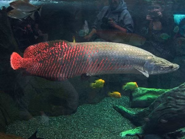 Khi mùa mưa bắt đầu vào tháng 5, nước ở các ao hồ dâng cao cũng là lúc cá con nở và bắt đầu cuộc sống vào mùa nước lụt. Cả cá bố và cá mẹ đều có trách nhiệm chăm sóc con cái.