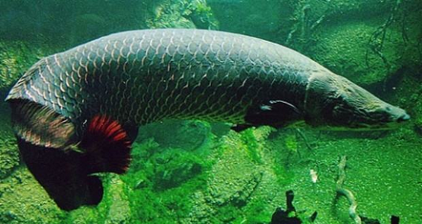 Bên cạnh mang, loài cá này còn "giải nén" oxy từ không khí nhờ sở hữu lớp mao mạch trong cổ họng - có chức năng như phổi của động vật trên cạn.