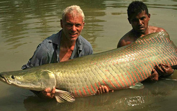 Hải tượng có tên khoa học là Arapaima gigas, là một trong những loài cá nước ngọt có trọng lượng lớn nhất hành tinh. Chúng có nguồn gốc tại lưu vực sông Amazon, Nam Mỹ. Loài cá này còn mang tên Arapaima - “quái vật” nước ngọt.