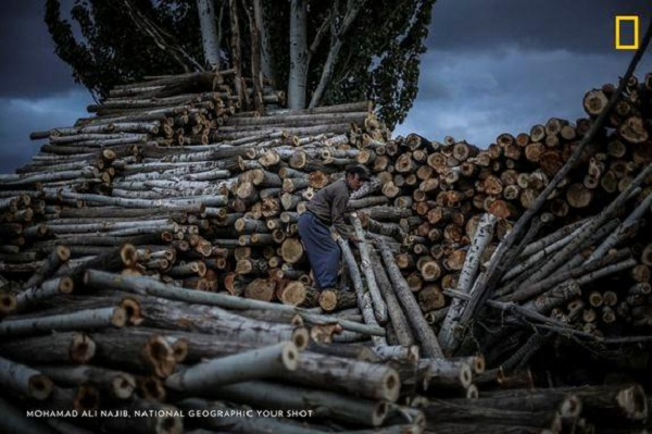Một người đàn ông đang chuyển thân cây bị chặt ở dãy núi Zagros gần Hamedan, Iran. Nạn phá rừng ảnh hưởng đến 30% diện tích rừng nơi đây.