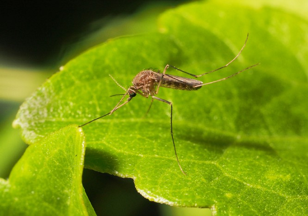 8. Có đến hơn 3.500 loài muỗi trên Trái đất.