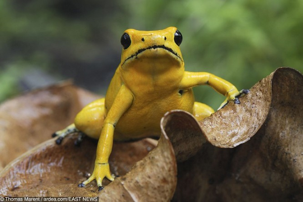 14. Ếch phi tiêu là một loài hiếu chiến với bất cứ loài nào để bảo vệ lãnh thổ.