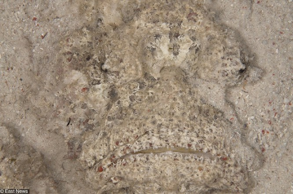 6. Cá đá có thể sống trên cát ướt đến 24 giờ.