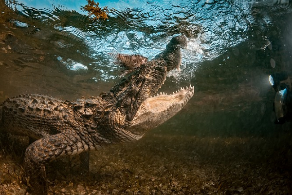 11. Cá sấu nước mặn có thể sống hơn 70 năm.