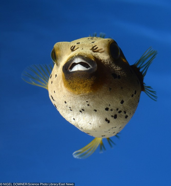 9. Cá nóc giống như tắc kè hoa, chúng có thể thay đổi màu sắc linh hoạt.