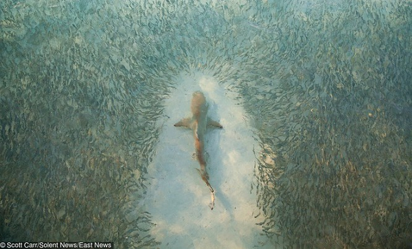 7. Cá mập xuất hiện lần đầu tiên trong đại dương vào khoảng 455 triệu năm trước.