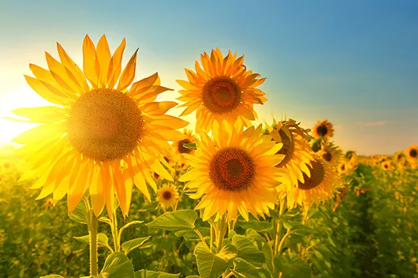 Hướng dương có tác dụng tư âm bổ hư, ninh tâm an thần, chỉ lỵ, thấu chẩn. Dùng chữa giảm căng thẳng đầu óc, thần kinh suy nhược, chán ăn, đau đầu do suy nhược, đi lỵ ra máu, sởi không mọc được.