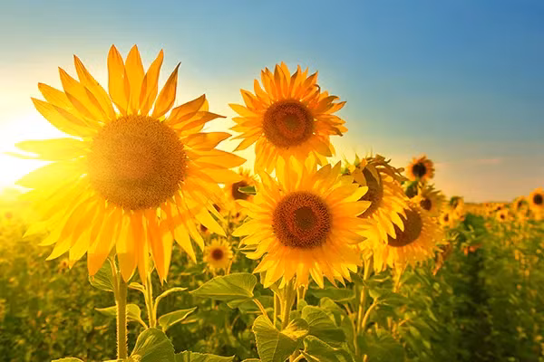 Hướng dương có tác dụng tư âm bổ hư, ninh tâm an thần, chỉ lỵ, thấu chẩn. Dùng chữa giảm căng thẳng đầu óc, thần kinh suy nhược, chán ăn, đau đầu do suy nhược, đi lỵ ra máu, sởi không mọc được.