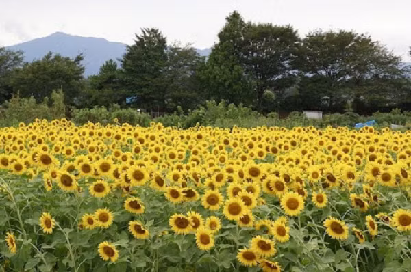 Hoa hướng dương quả thật có tác dụng tuyệt vời trong việc làm sạch chất thải phóng xạ ra khỏi môi trường - đó là lý do tại sao chúng được trồng trong các cánh đồng sau thảm họa Chernobyl năm 1986.