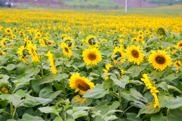 Hoa hướng dương mang màu nắng không chỉ đẹp mà có những tác dụng tuyệt vời đối với sức khỏe. Theo dược học cổ truyền, hoa hướng dương vị ngọt, tính ấm, không độc và có nhiều công dụng chữa bệnh.