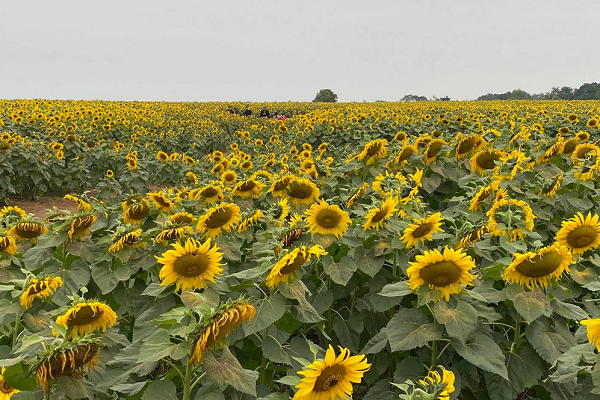 Hướng dương là loài cây thảo sống 1 năm, thân to thẳng có lông cứng, thường có đốm, cao 1-3m. Lá to, thường mọc so le, có cuống dài, phiến lá hình trứng đầu nhọn, phía dưới hình tim, mép có răng cưa, hai mặt đều có lông trắng.