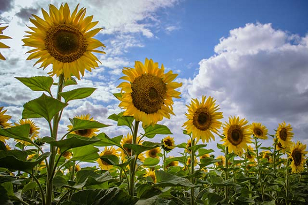 Ăn hạt hướng dương cũng có lợi cho chức năng hoạt động bình thường của hệ thống tim mạch. Chất beatine có trong hạt hướng dương giúp hạn chế sự sản xuất của homocysteine - một amino acid sulfuric chịu trách nhiệm phát triển các vấn đề như huyết khối tĩnh mạch hoặc động mạch, bệnh mạch vành...