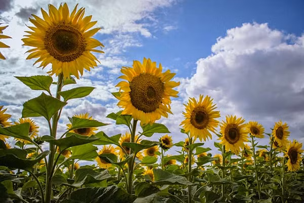 Ăn hạt hướng dương cũng có lợi cho chức năng hoạt động bình thường của hệ thống tim mạch. Chất beatine có trong hạt hướng dương giúp hạn chế sự sản xuất của homocysteine - một amino acid sulfuric chịu trách nhiệm phát triển các vấn đề như huyết khối tĩnh mạch hoặc động mạch, bệnh mạch vành...
