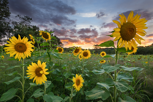 Những cây hướng dương ngoài việc như một ngọn hải đăng hy vọng và là biểu tượng của xây dựng lại, còn có tác dụng hấp thụ Cesi từ đất nhiễm xạ.