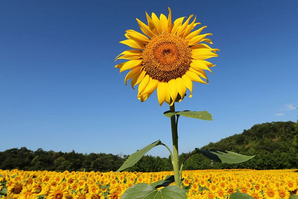 Hoa hướng dương phát triển nhanh, dễ dàng sinh trưởng ở bất cứ đâu. Thậm chí chúng lưu trữ hầu hết sinh khối trong lá và thân cây, do đó chất phóng xạ mà cây hấp thụ có thể được xử lý mà không cần phải đào rễ.