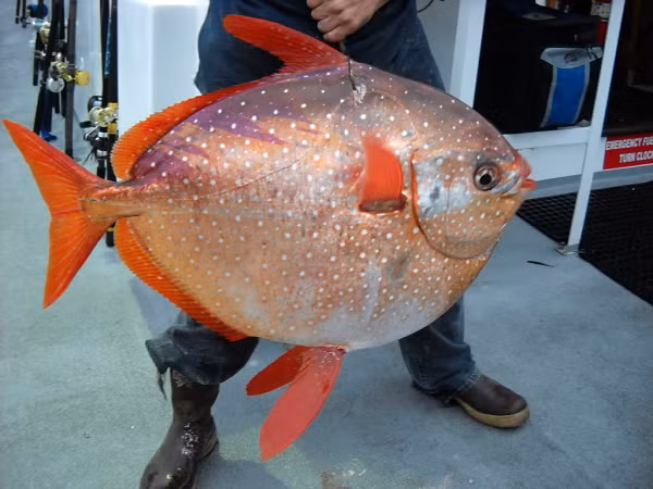 Loài cá này tạo ra nhiệt thông qua tiếng vỗ liên tục của vây ngực. Tuy nhiên vẫn còn nhiều bí ẩn xoay quanh cá Mặt Trăng, chẳng hạn như tuổi thọ trung bình của loài cá này.