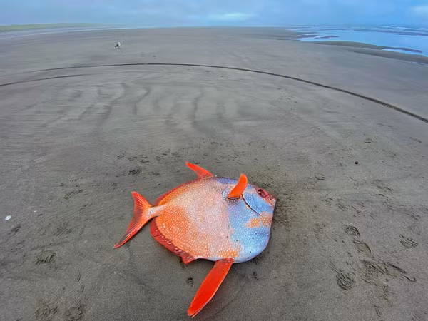 Con cá lạ dạt vào bờ biển phía bắc bang Oregon là cá Mặt Trăng (hay còn gọi là cá opah). Nó có chiều dài hơn 1m và nặng gần 50 kg. Thân cá có màu bạc pha da cam, điểm những đốm tròn trắng.