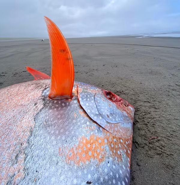 Cá Mặt Trăng (hay còn gọi là cá opah) là một loài sinh vật thuộc lớp Cá vây tia. Loài cá này thường sống ở những tầng biển sâu. Chúng có cân nặng trung bình gần 50 kg và đường kính cơ thể gần 1m.