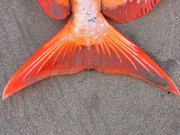 Cá Mặt Trăng sống ở các khu vực có khí hậu nhiệt đới và ôn đới. Tại Mỹ, loài cá này thường được tìm thấy ở Nam California, Hawaii và các đảo trên Thái Bình Dương.