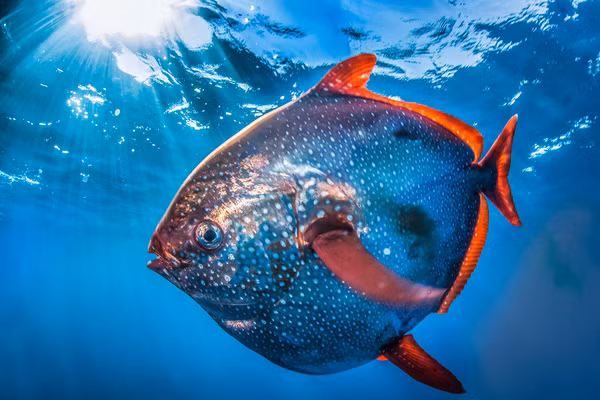 Bộ trao đổi nhiệt ngược dòng cho phép cá Mặt Trăng duy trì nhiệt độ cơ thể khi vào những dòng nước lạnh. Chúng có thể đuổi bắt mồi trong một quãng đường dài.