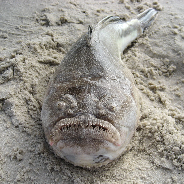 Chúng có những chiếc vây ở phía dưới gần như biến thành chân nên nhìn chúng di chuyển dưới đáy biển, người ta thấy chúng đi bộ chứ không phải là bơi nữa.