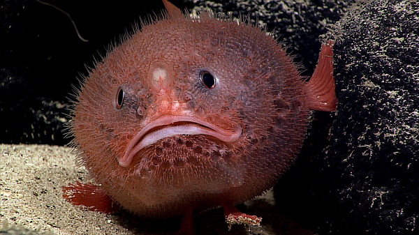 Các nhà khoa học cũng chụp cắt lớp vi tính mẫu vật cá nóc hòm ở viện bảo tàng để kiểm tra khoang chứa ở mang mà chúng dùng để giữ nước. Họ suy đoán việc nhịn thở giúp loài cá này bảo toàn năng lượng và thích nghi với môi trường khắc nghiệt