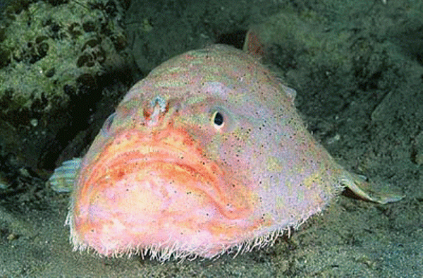 Để lấy đủ oxy cần thiết, cá nóc hòm nuốt ngụm nước chứa hai phần hydro và một phần oxy, lọc oxy và thải nước đã cạn oxy qua mang.