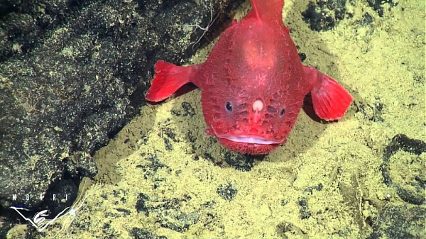 Vì bị các loài cá dữ săn bắt nên cá nóc hòm có cách tự vệ riêng. Giống với cá nóc, chúng phồng lên và đột ngột to lớn hơn rất nhiều, làm những con cá dữ hoảng sợ, bỏ đi không dám tấn công chúng nữa.