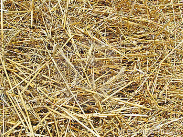 Vào thời đó điều kiện sống vô cùng khó khăn và thiếu thốn, con người thậm chí còn không mặc quần áo nên phụ nữ chỉ có thể dùng cỏ khô hay lá cây như một biện pháp cấp tốc giải quyết nhanh chóng vấn đề “dâu tằm” của mình.