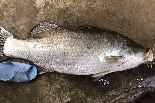 Kích thước trung bình của loài cá này chỉ khoảng 5kg, vì vậy con cá anh Ánh câu được thuộc hàng hiếm. Được biết đây là con cá chẽm lớn nhất từng xuất hiện tại khu vực biển Sa Kỳ.