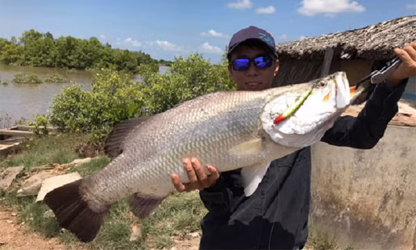 Cá chẽm có thân hình thon dài và dẹp bên, cuống đuôi khuyết sâu. Đầu nhọn, nhìn bên cho thấy phía trên hơi lõm xuống ở giữa và hơi lồi ở lưng. Miệng rộng và hơi so le, hàm trên kéo dài đến phía dưới sau hốc mắt.