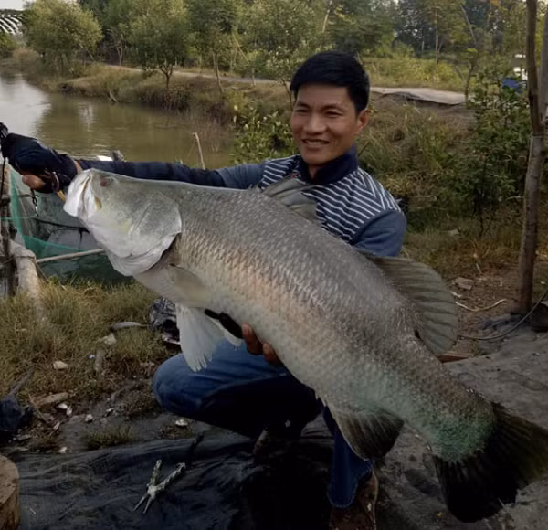 Cá chẽm trải qua phần lớn thời gian sinh trưởng (2-3 năm) trong các thủy vực nước ngọt như: sông, hồ nơi nối liền với biển. Cá có tốc độ tăng trưởng nhanh, thường đạt cỡ 3-5 kg sau 2-3 năm.