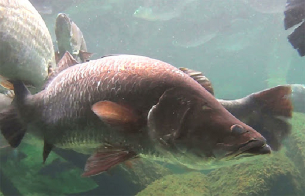 Với bản tính hung dữ và rất khỏe nên việc bắt được cá chẽm "khủng" trở thành niềm tự hào của các cần thủ bởi nó đòi hỏi sự may mắn cũng như kỹ thuật của người câu phải tốt.