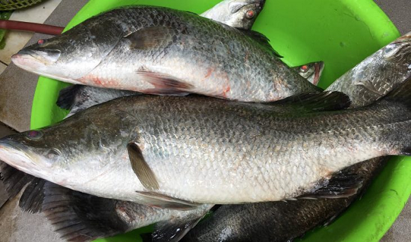 Răng cá chẽm dạng nhung, không có răng nanh, trên nắp mang có gai cứng, vây lưng gồm có 2 vi: vi trước có 7-9 gai cứng và vi sau có 10-11 tia mềm.