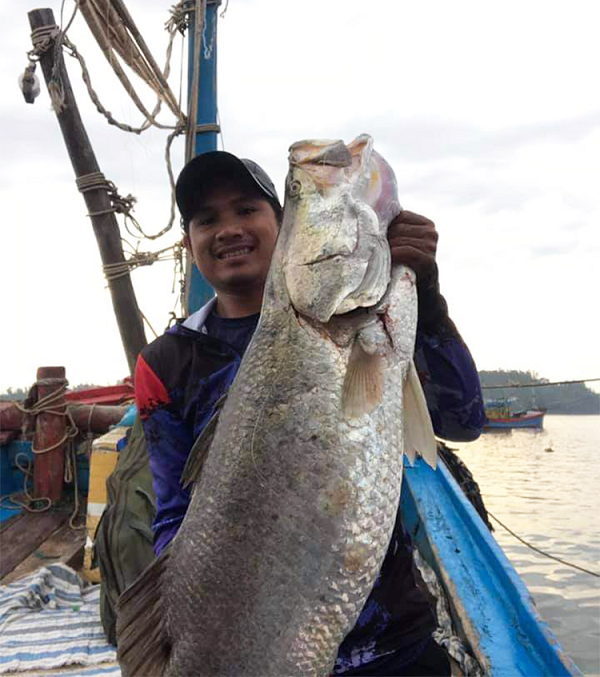 Vi hậu môn có 3 gai cứng, vi đuôi tròn và có hình quạt. Vẩy dạng lược và có kích cỡ vừa phải, có 61 vẩy đường bên.