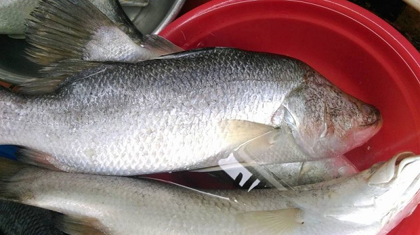 Khi cá còn khoẻ, trên mặt lưng có màu nâu, mặt bên và bụng có màu bạc khi sống trong môi trường nước biển, màu nâu vàng khi sống trong môi trường nước ngọt. Khi cá ở giai đoạn trưởng thành sẽ có màu xanh lục hay vàng nhạt trên lưng và màu vàng bạc ở mặt bụng.