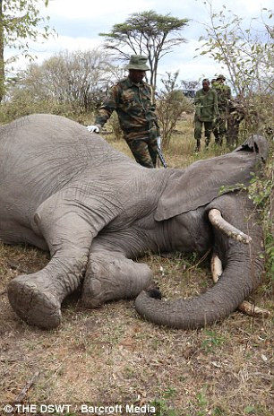 Voi mẹ gục xuống gần đó, sau khi ngấm thuốc gây mê.