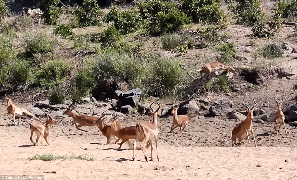 Khi thấy một con linh dương trong đàn tiến lại gần, báo gấm từ trong bụi rậm bất ngờ lao ra vồ gọn con mồi. (Nguồn: Daily Mail)