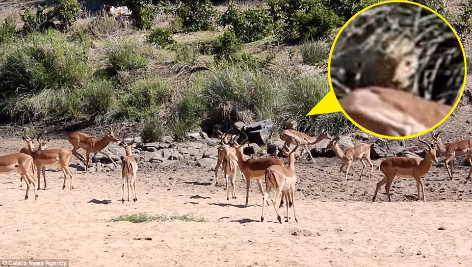 Báo gấm nấp trong bụi rậm chỉ cách vị trí đàn linh dương đang đứng vài mét. (Nguồn: Daily Mail)