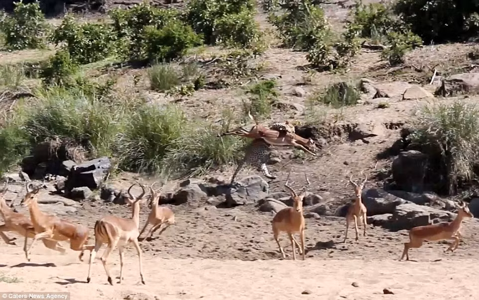 Linh dương nhảy lên để cố gắng thoát thân, nhưng báo gấm không để con mồi có cơ hội sống sót. (Nguồn: Daily Mail)