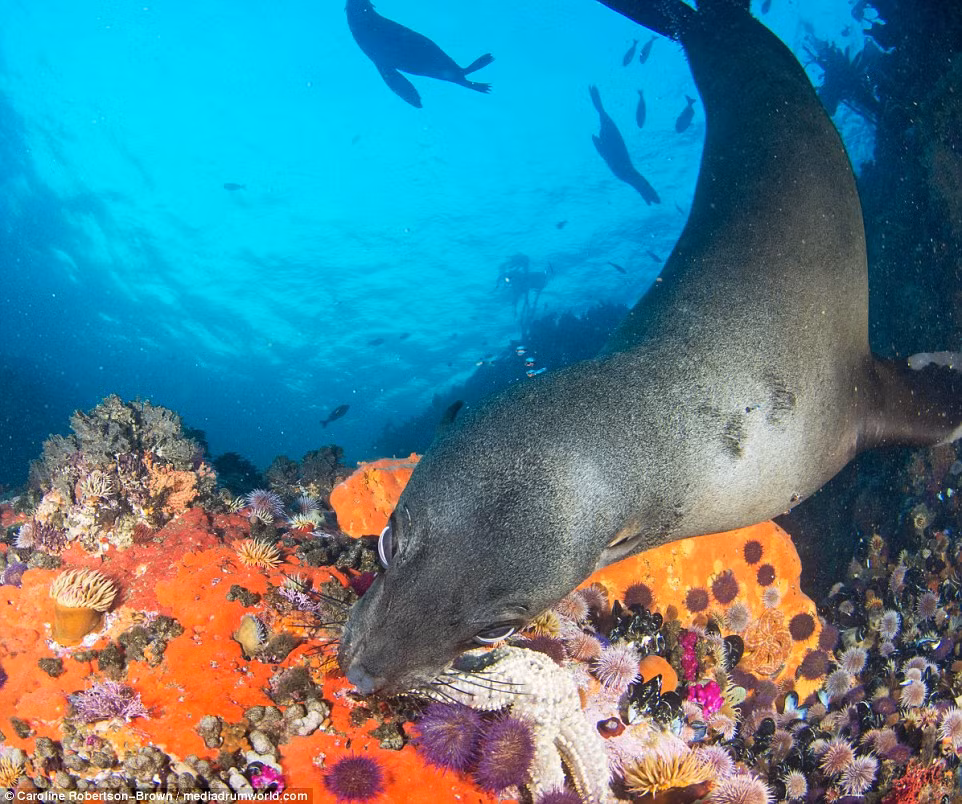 Hải cẩu tinh nghịch dùng miệng ngậm chặt chân của con sao biển và cố kéo nó khỏi tảng đá. (Nguồn: Daily Mail)