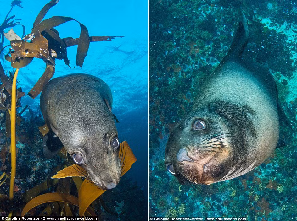 Cận cảnh hải cẩu ăn rong biển và tò mò nhìn ống kính camera dưới nước. (Nguồn: Daily Mail)