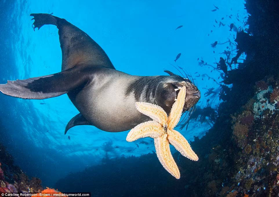 Hải cẩu thậm chí muốn tặng con sao biển như một món quà dành cho thợ lặn. (Nguồn: Daily Mail)